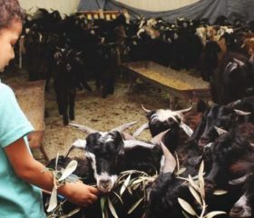 10 Benefits of Having Little Ones Grow Up on the Farm as Farm Kids