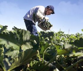 Organic Farming in the U.S. Is Now Bigger Than Ever